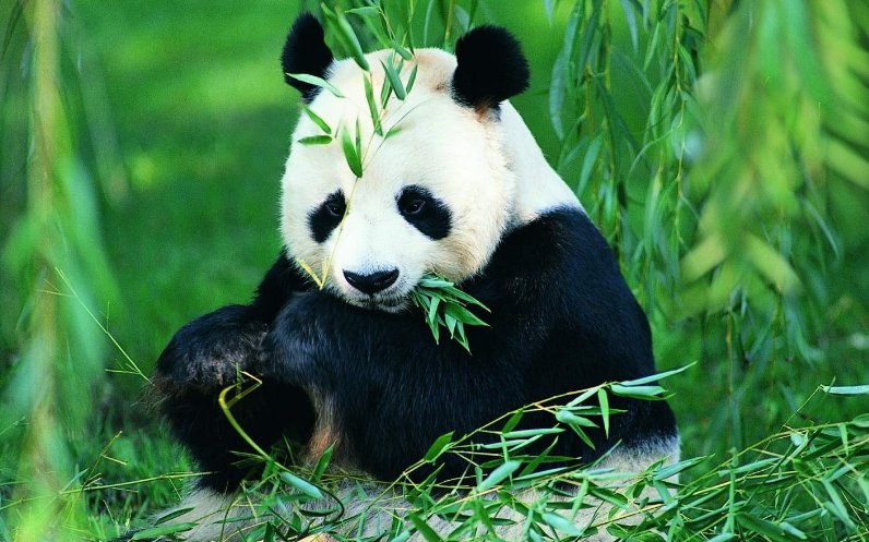 大熊猫真正的名称叫什么