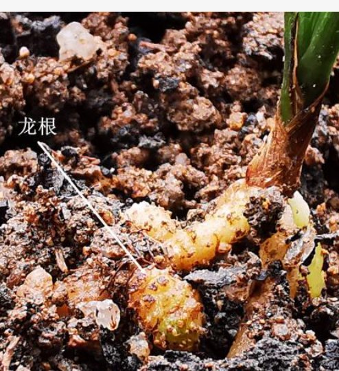 龙根是什么意思