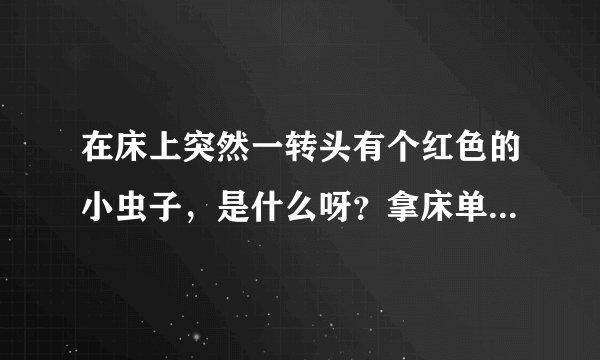 在床上突然一转头有个红色的小虫子，是什么呀？拿床单碾死了，不会繁衍吧？有没有毒呀？