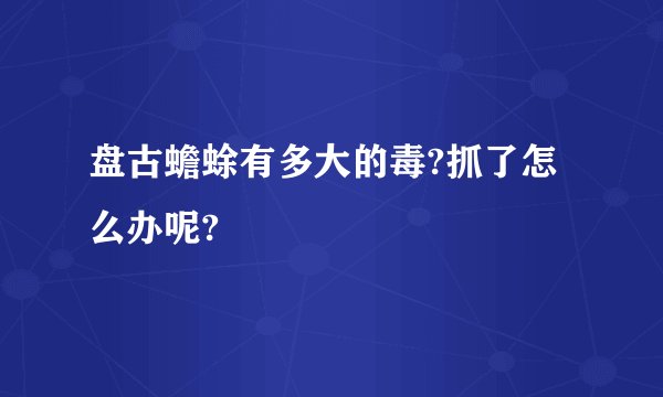 盘古蟾蜍有多大的毒?抓了怎么办呢?