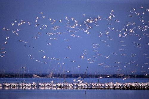 洞庭湖旱灾致大量鱼类被困死亡，高温下的洞庭湖目前面临哪些困境？