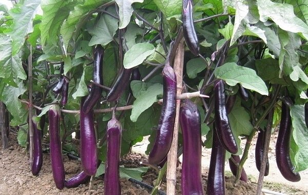 茄子是喜高温的作物，对吗