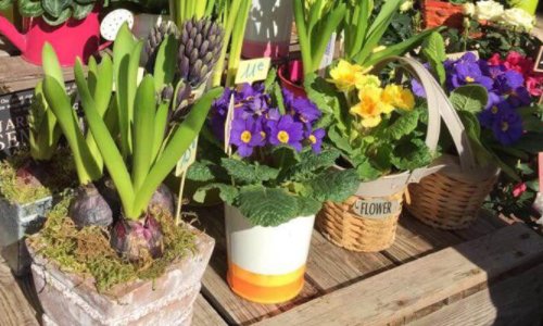 24小时自助花店两年没丢一盆花，如何看待这件事情？