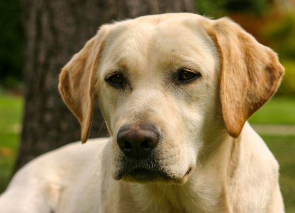 累得累得像什么填空？