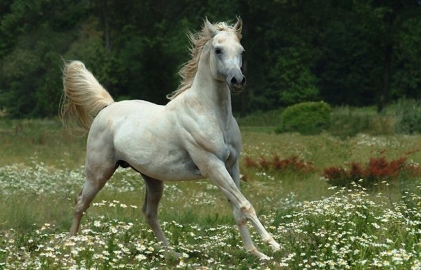 一三四t志气高打一动物