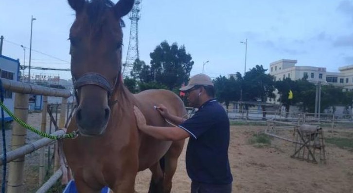 福建下海救人的第三匹马已痊愈，这马是否已经恢复到原来？
