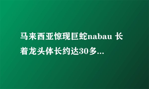 马来西亚惊现巨蛇nabau 长着龙头体长约达30多米(真实性遭质疑)