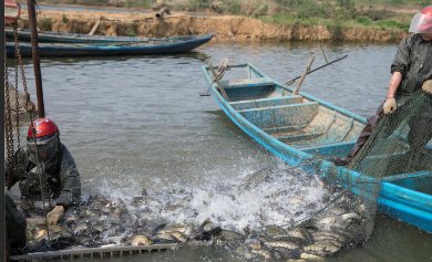 四川高温停电致数万斤鱼缺氧死亡，造成的损失有多严重？