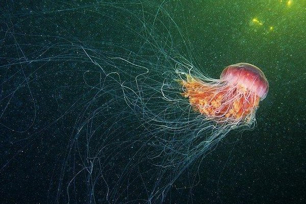 意大利海域遭水母入侵，水母喜爱生活在什么环境下？