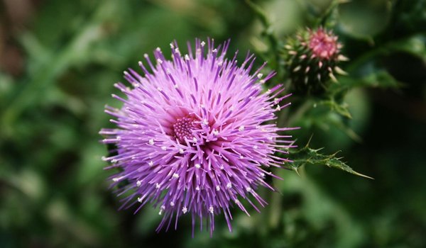 什么植物用风传播种子方法