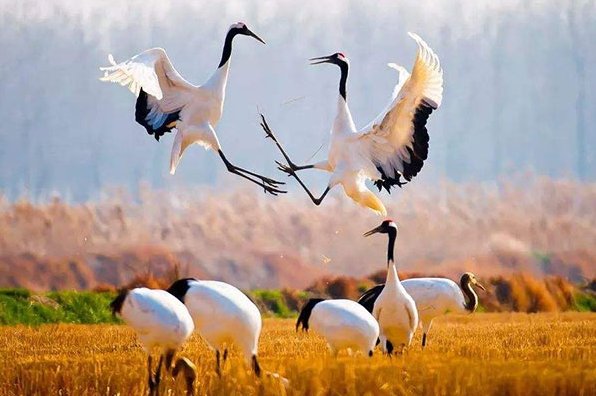 仙鹤之乡是哪里