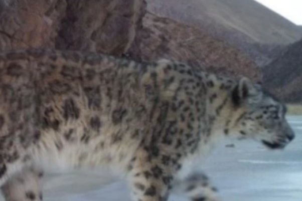 窥一斑而知全豹的意思