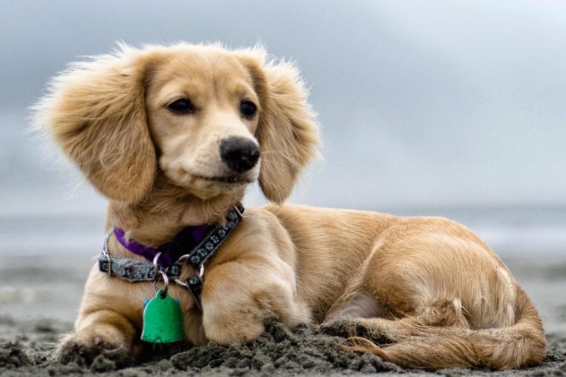 装怯作勇打一精准生肖