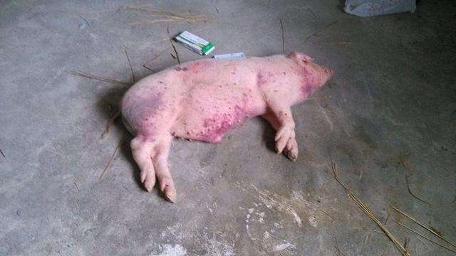 日本已扑杀生猪17万头，日本猪瘟是什么原因导致的？