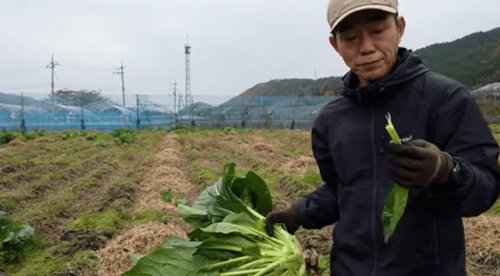 日本小哥种出巨型油菜，其营养成分与普通油菜有何不同？