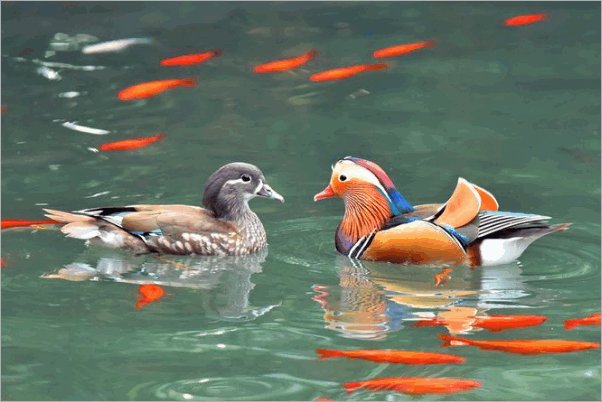 鸯鸳戏水是什么生肖