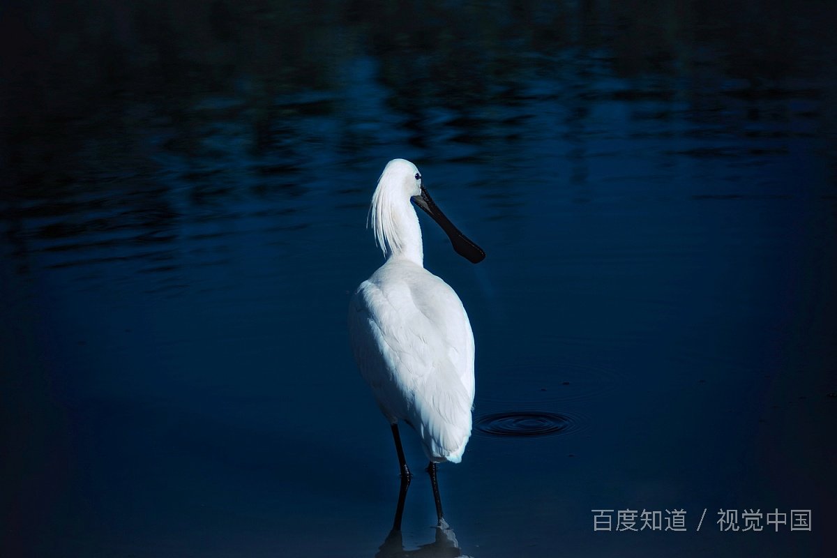 2020年几月几日白露