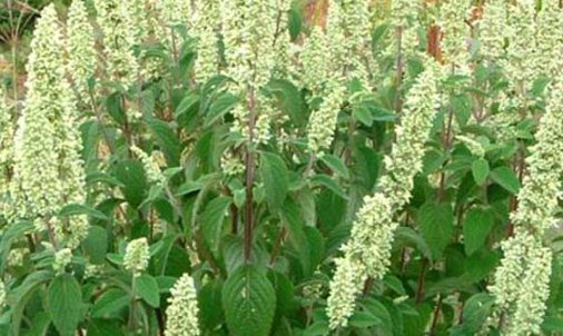 冬季什么花蜜源植物比较多？