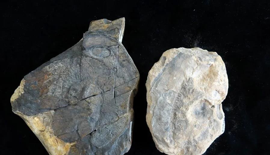 3.9亿年前东方鱼化石被发现，该化石有哪些研究价值？