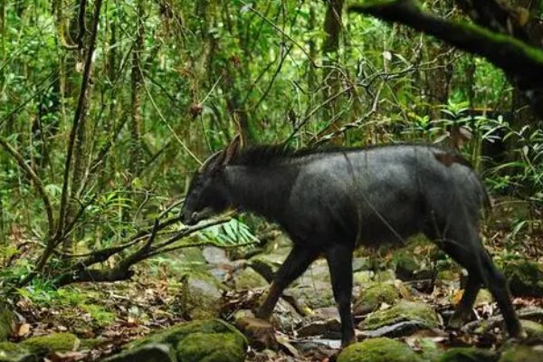 驴生戟角是什么意思