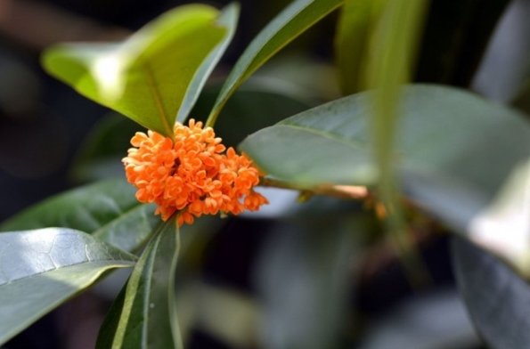 闻到桂花香的心情说说