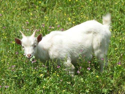大妈闹市放羊啃食绿化带,被制止为何还能理直气壮?