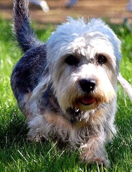 短脚长身梗的简介