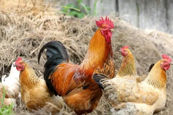 言之有剧打一生肖