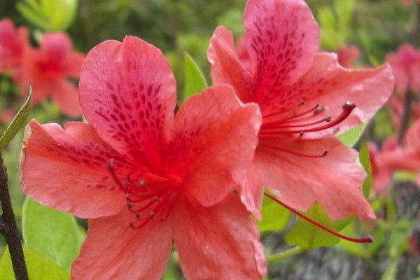 花中西施是什么花？