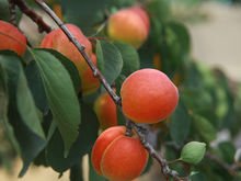 杏树有多少品种，最好列举几十种