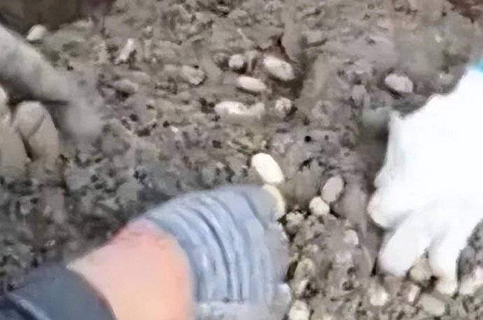 女子发现一老鼠窝，挖开现20斤花生！老鼠是如何藏下这么多花生的？