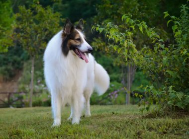 苏牧犬与金毛犬，这两个不同的狗狗品种，哪一个好养呢？
