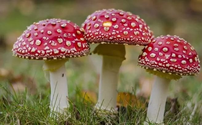 云南一蓝莓地一夜长出百斤茶树菇，这种蘑菇可以食用吗？