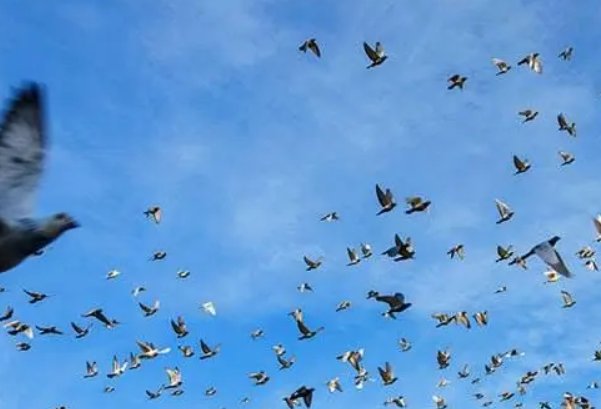 唐山春兴国际赛鸽公棚怎么样？