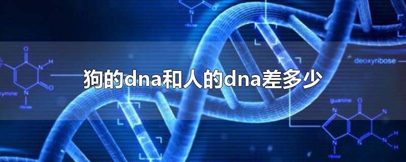 狗的dna和人的dna差多少