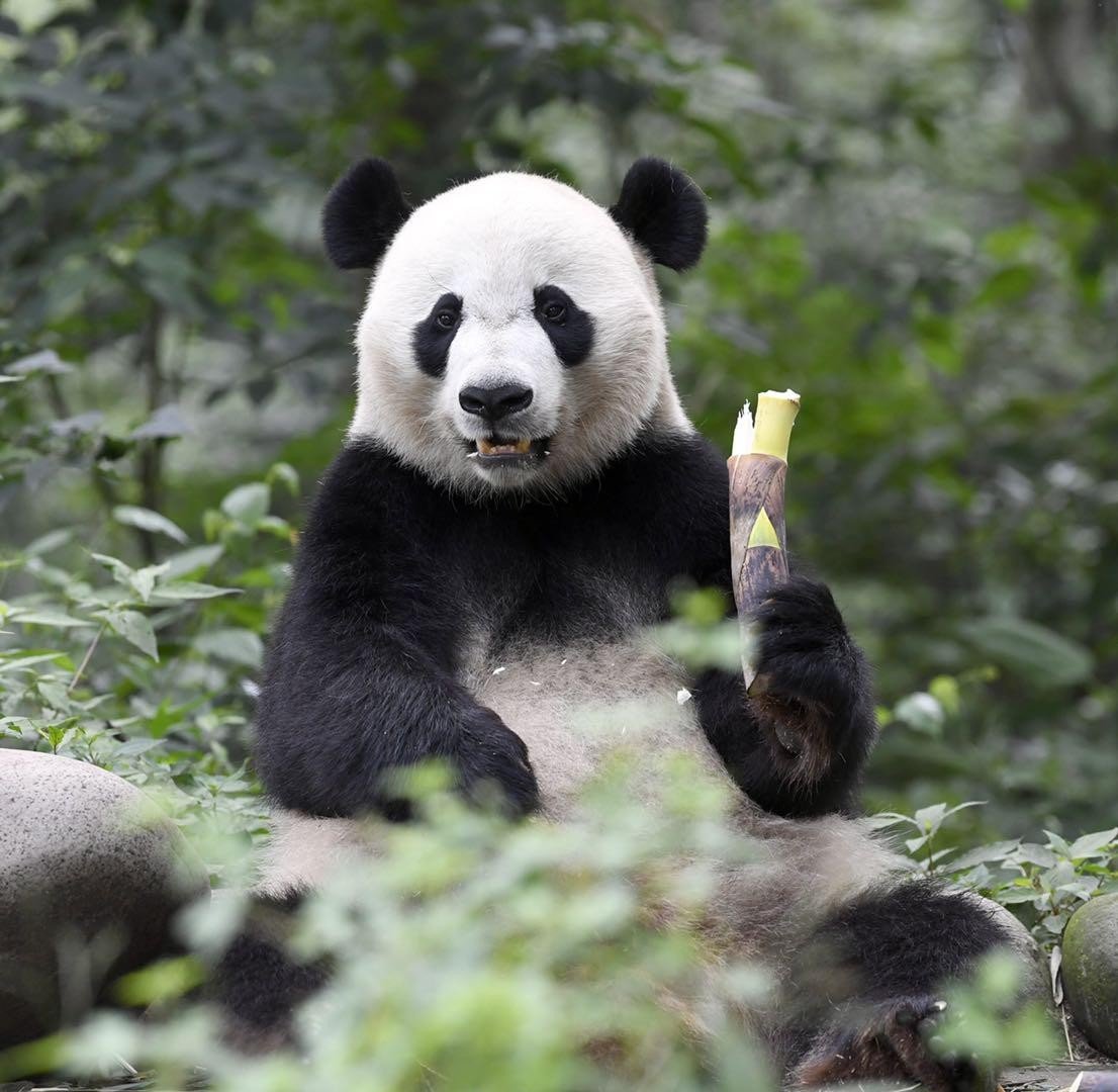 大熊猫咬人吗？