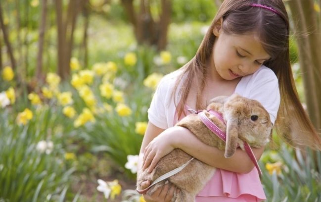 动如狡兔,静如处子 什么意思