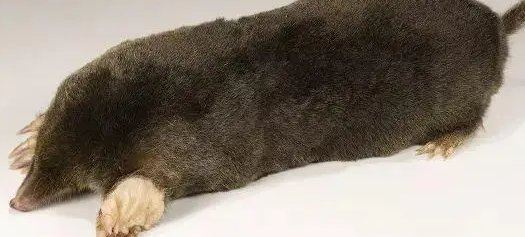 什么动物最容易吃到子弹？