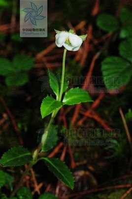 喜冬草的基本信息