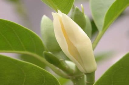 白兰国的历史发展