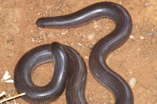 蛇有几个繁殖器官图片