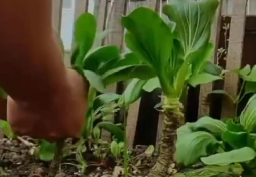 男子在非洲把上海青种成了万年青，当地是否适合这种蔬菜的生长？