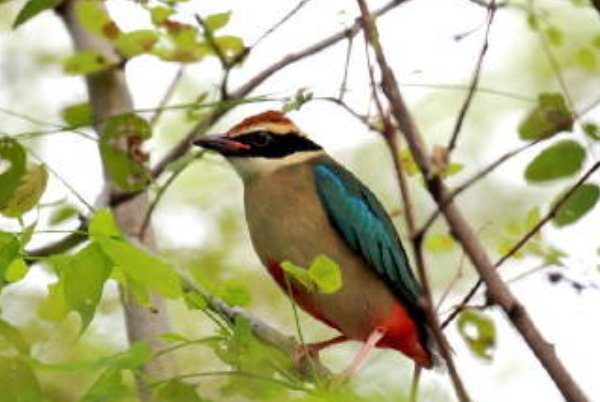 失林之鸟什么意思
