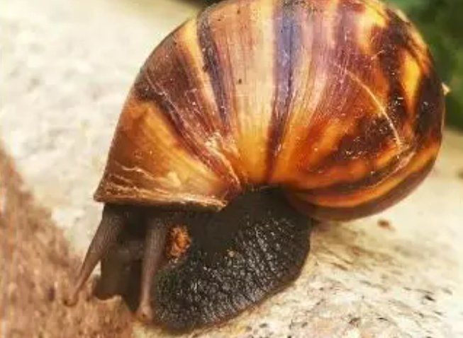 蜗牛的种类有哪些