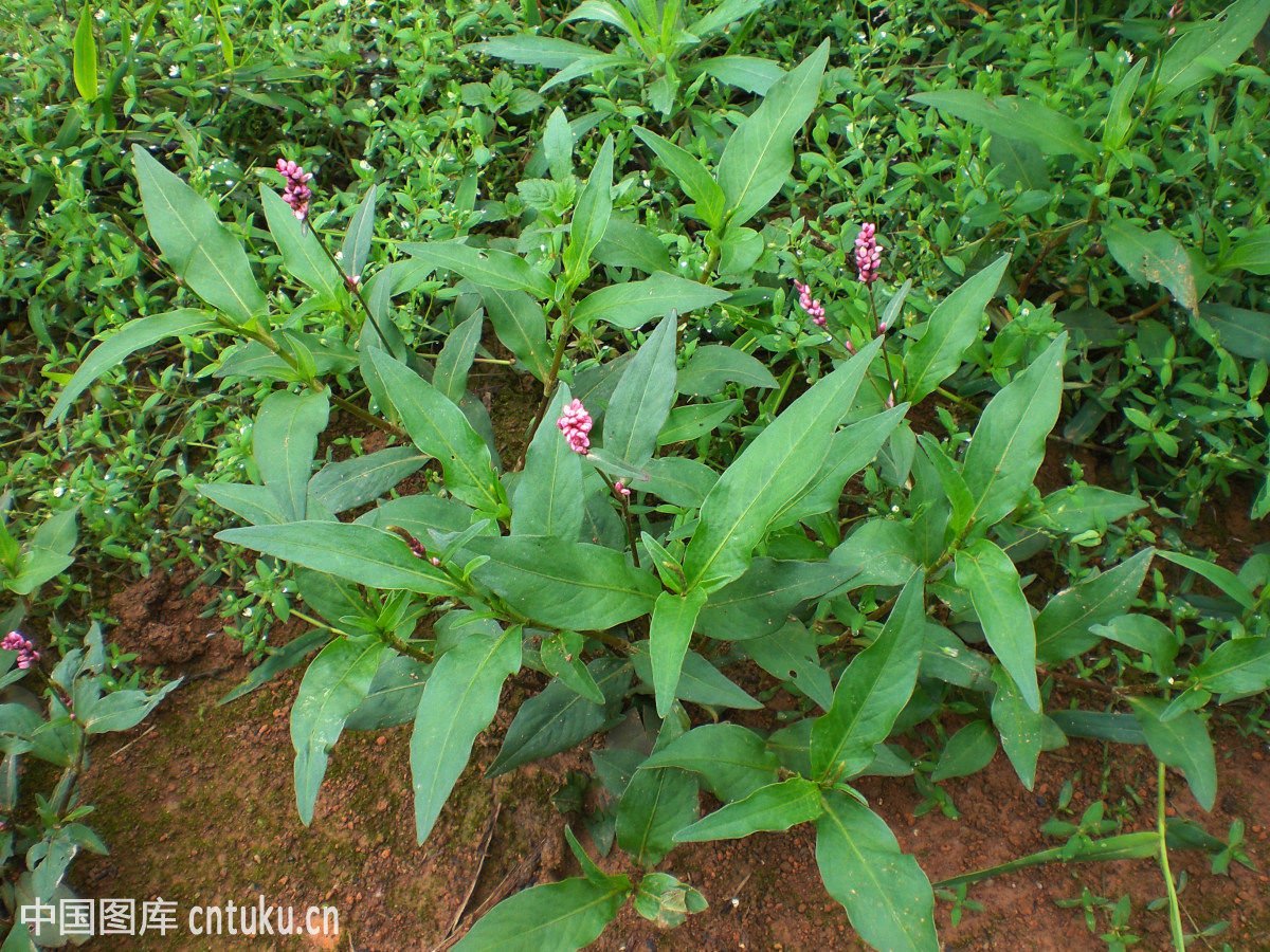请问这种植物学名叫什么？？？？
