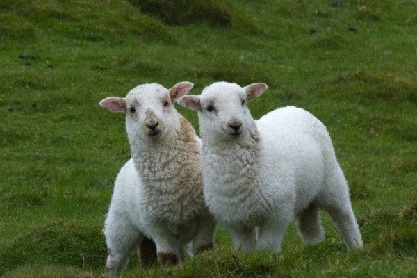 潦草塞责出特是什么生肖