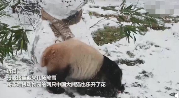 哪两只中国大熊猫在北欧玩雪？