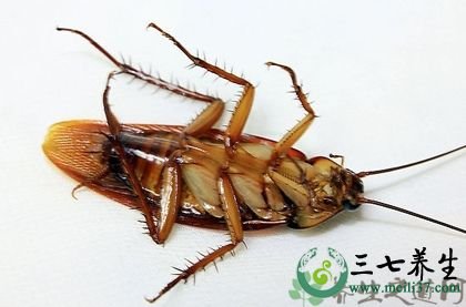 秘鲁巨人蟑螂的体形特征