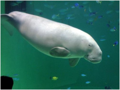 长得那么丑的儒艮为什么叫美人鱼？