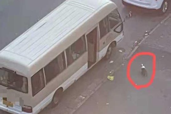 上海一柯基被当街打死，居委会回应柯基主人为阳性，狗主人是否能要求赔偿？